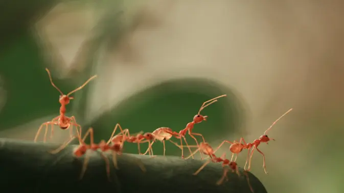 Penyebab banyaknya semut merah yang tidak enak di rumah